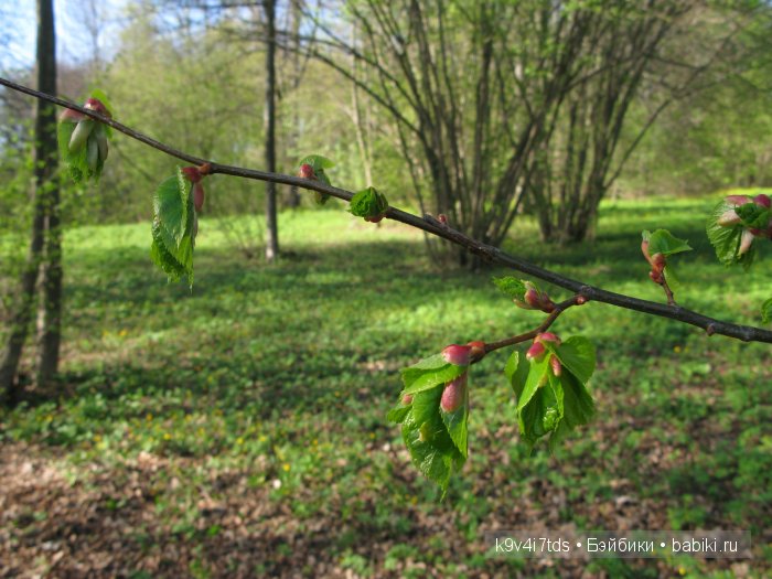 Путешествие с Натали по Тверскому Пушкинскому кольцу - кукла производства SFBJ молд 301