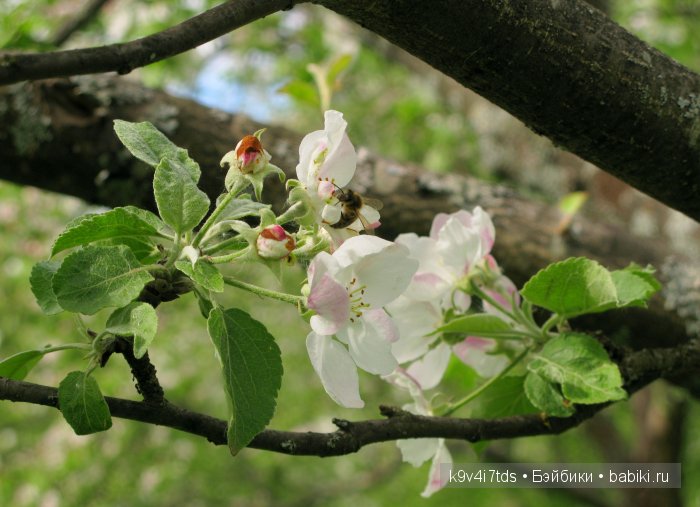 Яблони в цвету. Реплика антикварной куклы Bébé BRU JNE от автора Branka Schärli (фото 9)