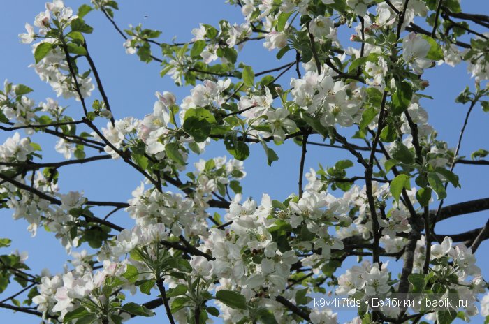 Яблони в цвету. Реплика антикварной куклы Bébé BRU JNE от автора Branka Schärli