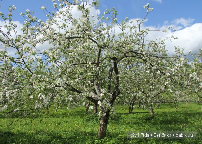 Яблони в цвету. Реплика антикварной куклы Bébé BRU JNE от автора Branka Schärli (фото 10)