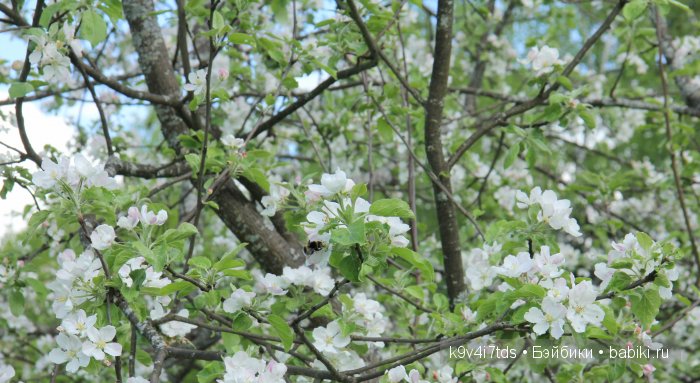 Яблони в цвету. Реплика антикварной куклы Bébé BRU JNE от автора Branka Schärli (фото 3)