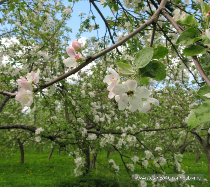 Яблони в цвету. Реплика антикварной куклы Bébé BRU JNE от автора Branka Schärli (фото 7)