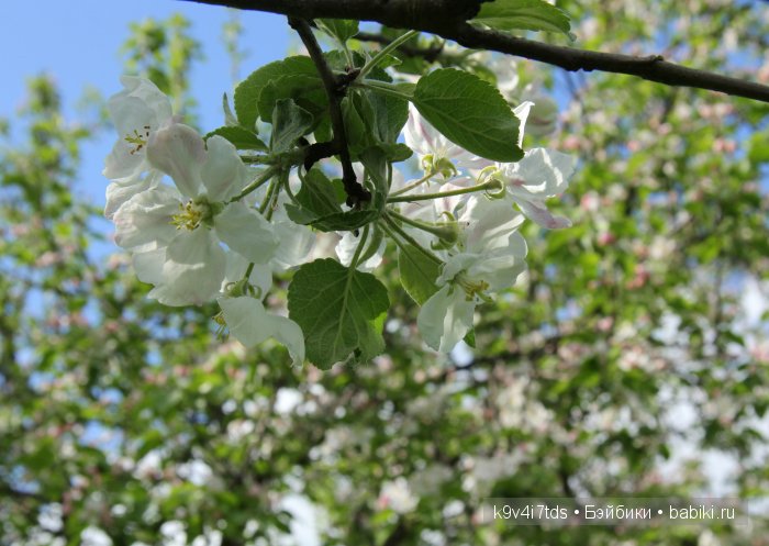Яблони в цвету. Реплика антикварной куклы Bébé BRU JNE от автора Branka Schärli