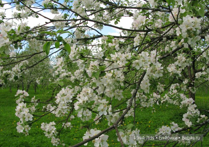 Яблони в цвету. Реплика антикварной куклы Bébé BRU JNE от автора Branka Schärli
