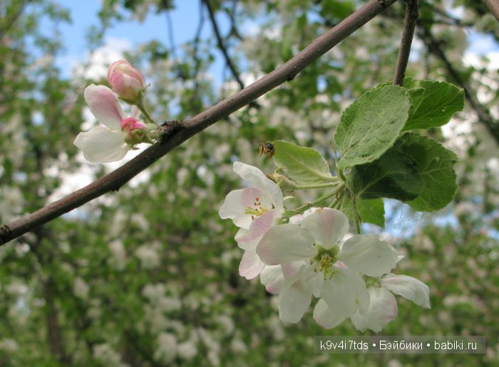 Яблони в цвету. Реплика антикварной куклы Bébé BRU JNE от автора Branka Schärli (фото 8)
