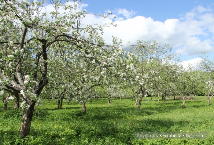 Яблони в цвету. Реплика антикварной куклы Bébé BRU JNE от автора Branka Schärli