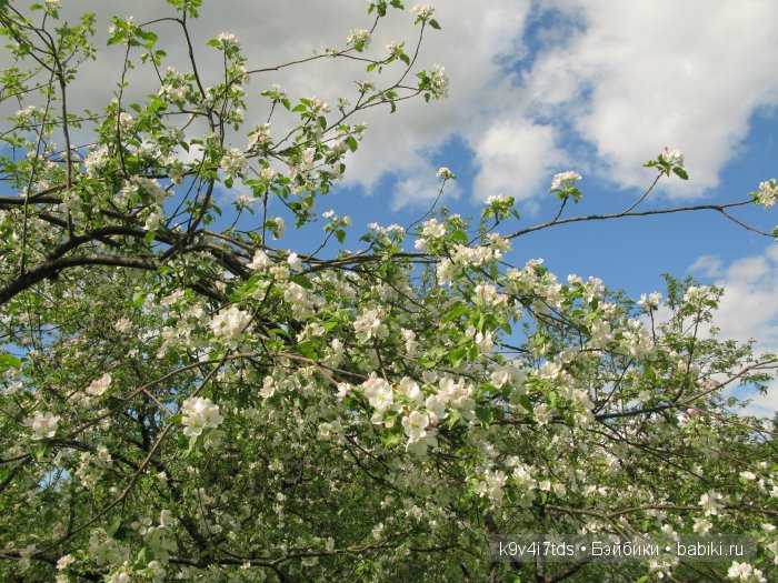 Яблони в цвету. Реплика антикварной куклы Bébé BRU JNE от автора Branka Schärli (фото 5)