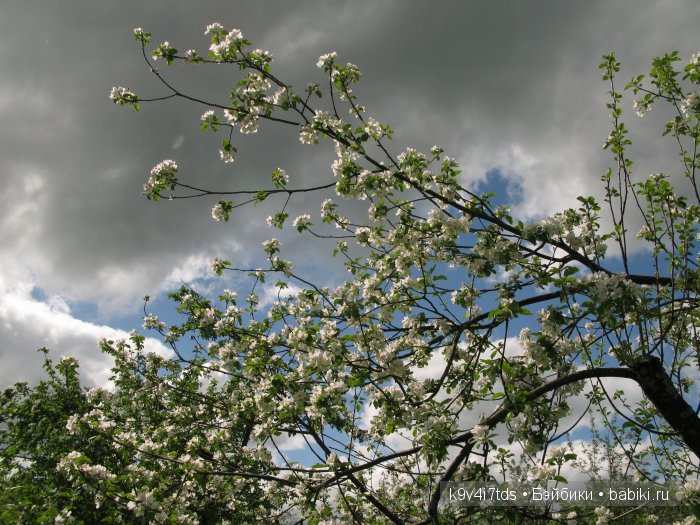 Яблони в цвету. Реплика антикварной куклы Bébé BRU JNE от автора Branka Schärli (фото 4)