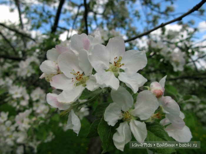 Яблони в цвету. Реплика антикварной куклы Bébé BRU JNE от автора Branka Schärli (фото 2)