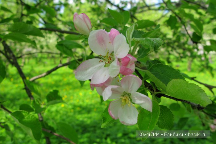 Аксинья в весеннем саду. Коллекционная кукла Heidi Plusczok (фото 6)