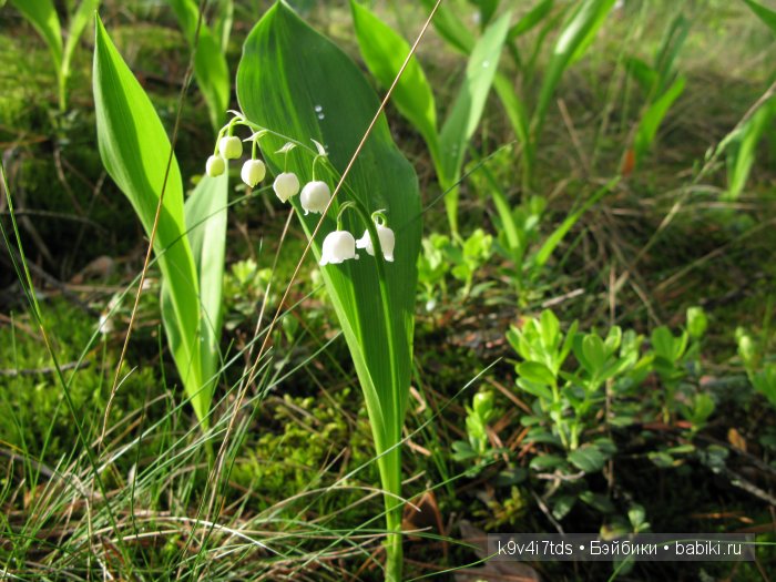Немного сказки в последний день весны. Антикварная кукла автора Schoenau & HOFFMEISTER, молд 914