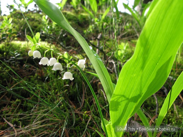 Немного сказки в последний день весны. Антикварная кукла автора Schoenau & HOFFMEISTER, молд 914