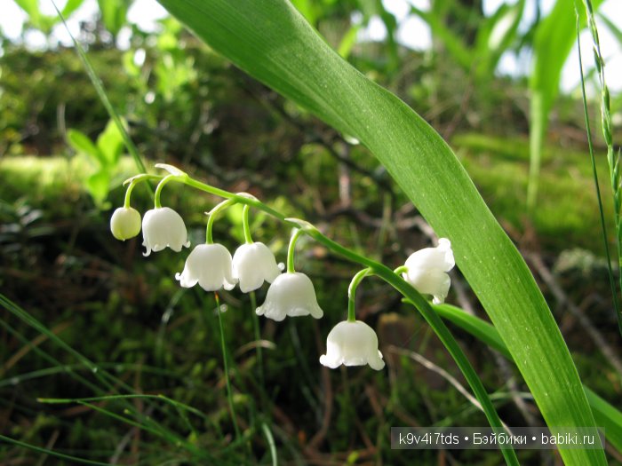 Немного сказки в последний день весны. Антикварная кукла автора Schoenau & HOFFMEISTER, молд 914