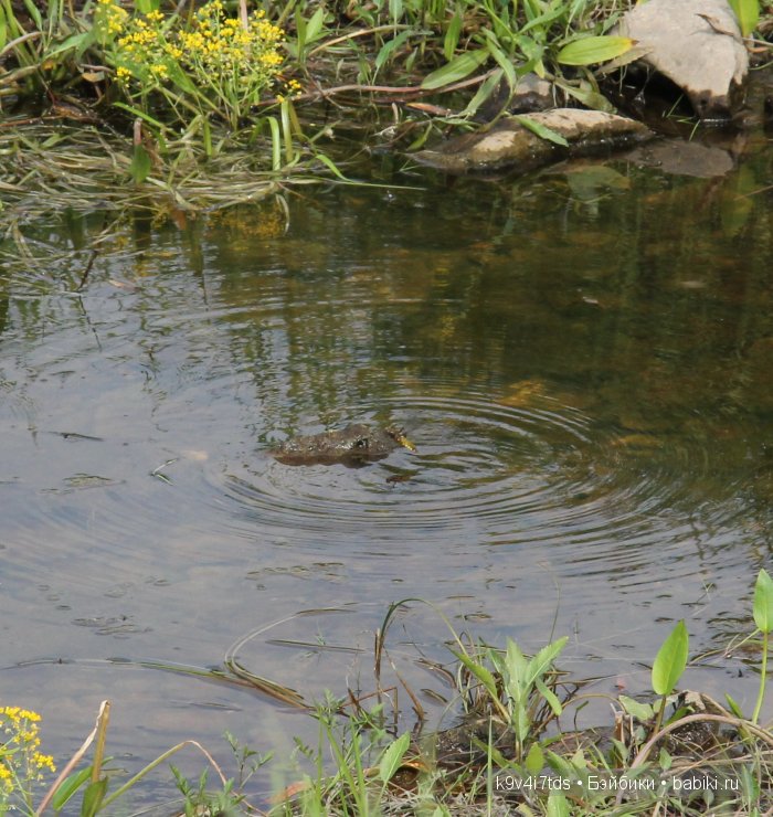 Приключения Киёми. Антикварная японская кукла, маркировка "К1", рост 15", приблизительно 1930-х годов выпуска