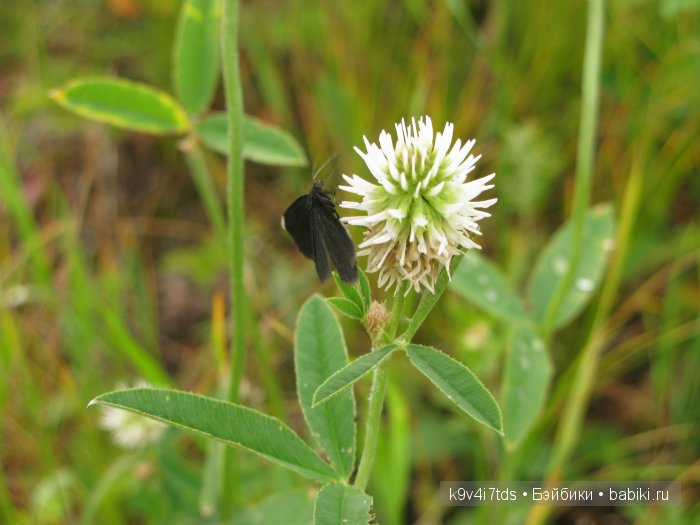 Агнешка, Шоколадик и мои летние воспоминания о детстве. Антикварная кукла, Kammer & Reinhardt, Simon & Halbig (фото 2)