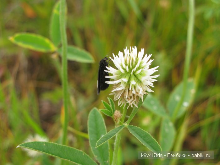 Агнешка, Шоколадик и мои летние воспоминания о детстве. Антикварная кукла, Kammer & Reinhardt, Simon & Halbig (фото 3)
