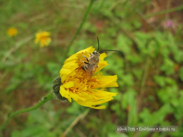 Агнешка, Шоколадик и мои летние воспоминания о детстве. Антикварная кукла, Kammer & Reinhardt, Simon & Halbig (фото 8)