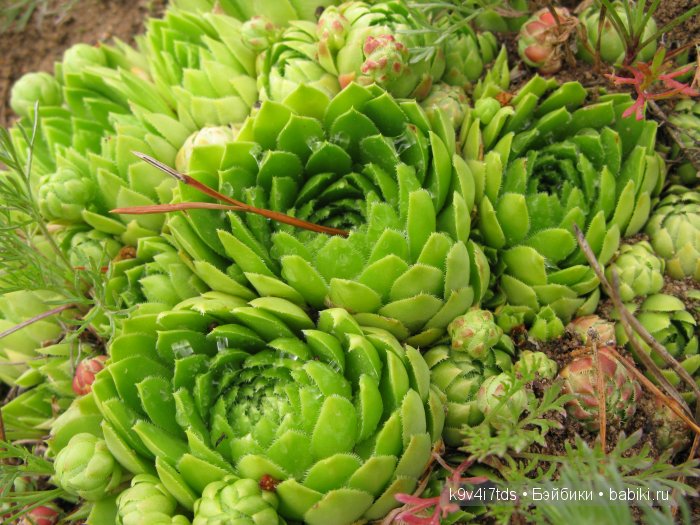 Агнешка, Шоколадик и мои летние воспоминания о детстве. Антикварная кукла, Kammer & Reinhardt, Simon & Halbig