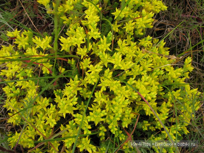 Агнешка, Шоколадик и мои летние воспоминания о детстве. Антикварная кукла, Kammer & Reinhardt, Simon & Halbig (фото 10)