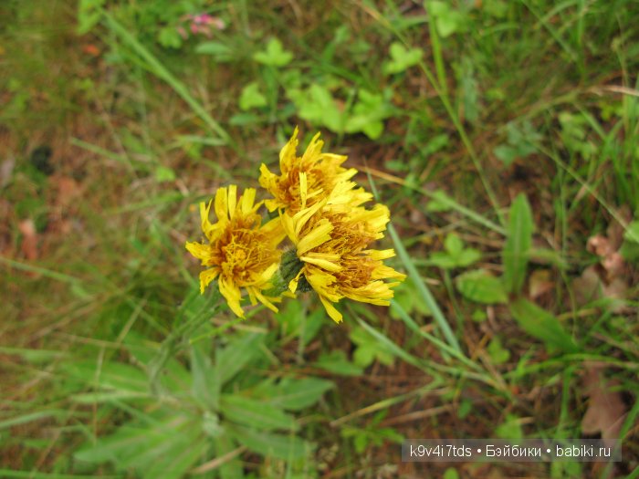 Агнешка, Шоколадик и мои летние воспоминания о детстве. Антикварная кукла, Kammer & Reinhardt, Simon & Halbig (фото 7)