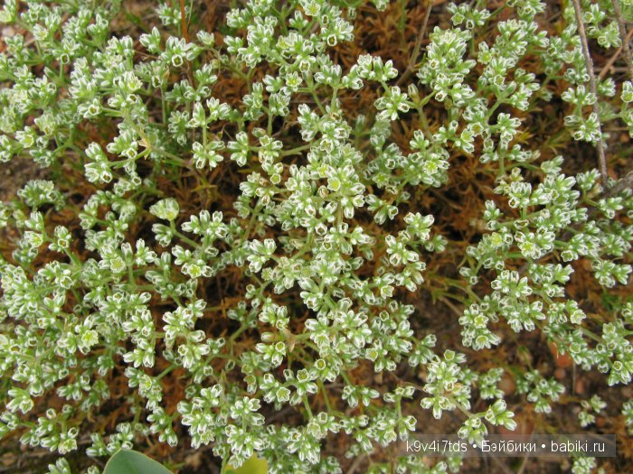 Агнешка, Шоколадик и мои летние воспоминания о детстве. Антикварная кукла, Kammer & Reinhardt, Simon & Halbig
