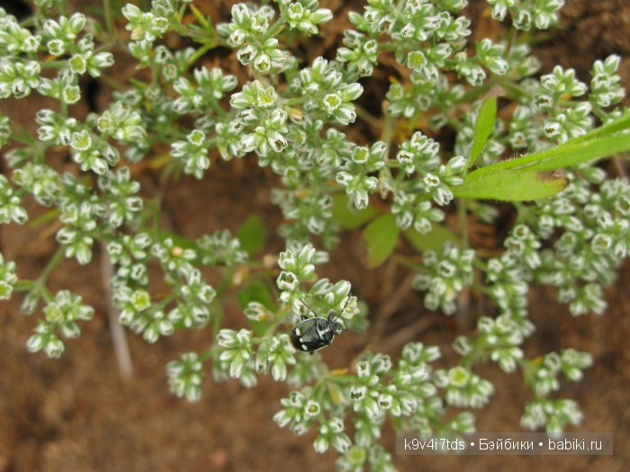 Агнешка, Шоколадик и мои летние воспоминания о детстве. Антикварная кукла, Kammer & Reinhardt, Simon & Halbig