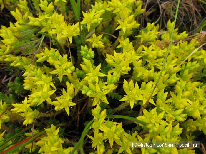 Агнешка, Шоколадик и мои летние воспоминания о детстве. Антикварная кукла, Kammer & Reinhardt, Simon & Halbig