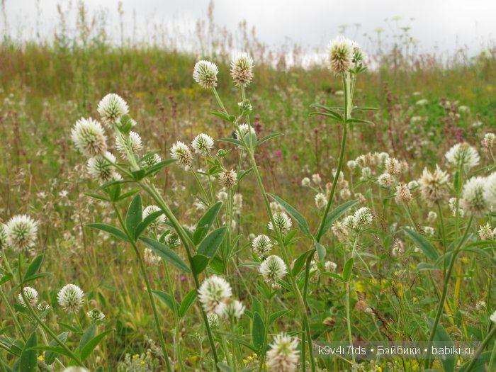 Агнешка, Шоколадик и мои летние воспоминания о детстве. Антикварная кукла, Kammer & Reinhardt, Simon & Halbig (фото 4)