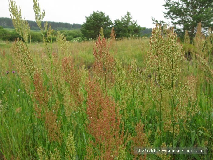 Агнешка, Шоколадик и мои летние воспоминания о детстве. Антикварная кукла, Kammer & Reinhardt, Simon & Halbig
