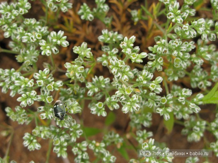 Агнешка, Шоколадик и мои летние воспоминания о детстве. Антикварная кукла, Kammer & Reinhardt, Simon & Halbig