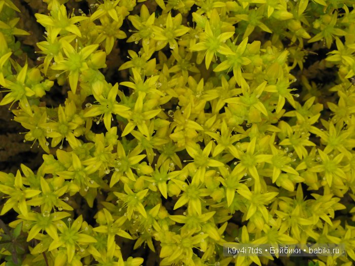 Агнешка, Шоколадик и мои летние воспоминания о детстве. Антикварная кукла, Kammer & Reinhardt, Simon & Halbig