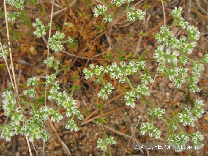 Агнешка, Шоколадик и мои летние воспоминания о детстве. Антикварная кукла, Kammer & Reinhardt, Simon & Halbig