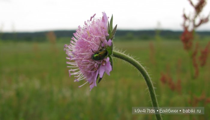 Агнешка, Шоколадик и мои летние воспоминания о детстве. Антикварная кукла, Kammer & Reinhardt, Simon & Halbig