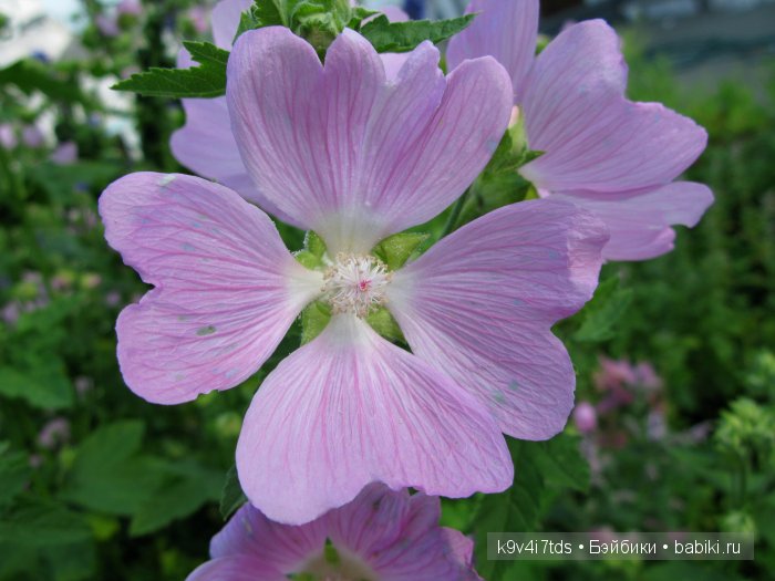 Жемчужина Земли Русской - Старицкий Свято-Успенский мужской монастырь | Бэйбики Жемчужина Земли Русской - Старицкий Свято-Успенский мужской монастырь