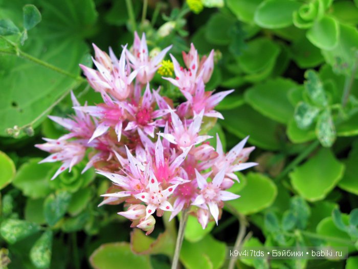 Жемчужина Земли Русской - Старицкий Свято-Успенский мужской монастырь | Бэйбики Жемчужина Земли Русской - Старицкий Свято-Успенский мужской монастырь