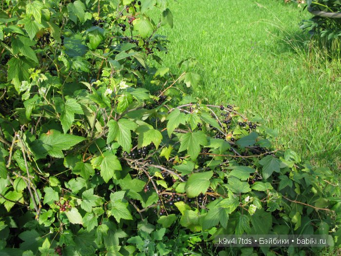 Жемчужина Земли Русской - Старицкий Свято-Успенский мужской монастырь | Бэйбики Жемчужина Земли Русской - Старицкий Свято-Успенский мужской монастырь