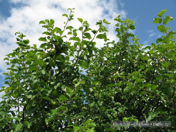Жемчужина Земли Русской - Старицкий Свято-Успенский мужской монастырь | Бэйбики Жемчужина Земли Русской - Старицкий Свято-Успенский мужской монастырь