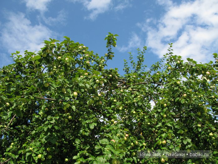 Жемчужина Земли Русской - Старицкий Свято-Успенский мужской монастырь | Бэйбики Жемчужина Земли Русской - Старицкий Свято-Успенский мужской монастырь
