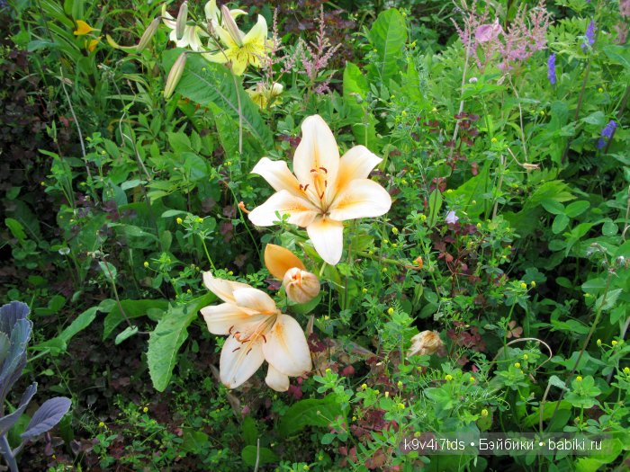 Жемчужина Земли Русской - Старицкий Свято-Успенский мужской монастырь | Бэйбики Жемчужина Земли Русской - Старицкий Свято-Успенский мужской монастырь