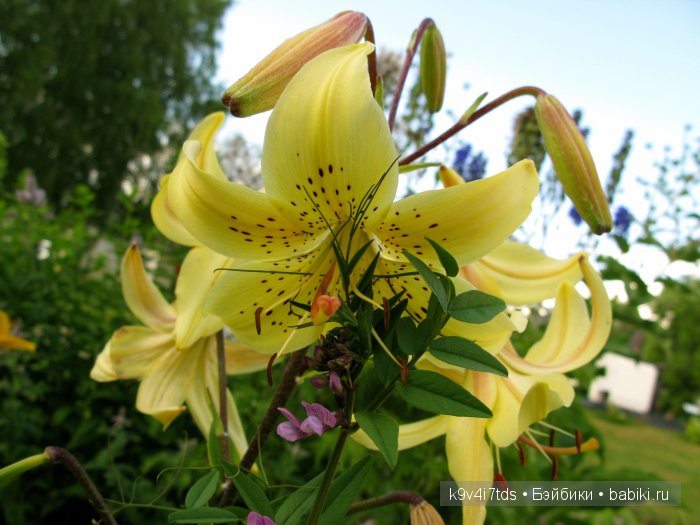 Жемчужина Земли Русской - Старицкий Свято-Успенский мужской монастырь | Бэйбики Жемчужина Земли Русской - Старицкий Свято-Успенский мужской монастырь