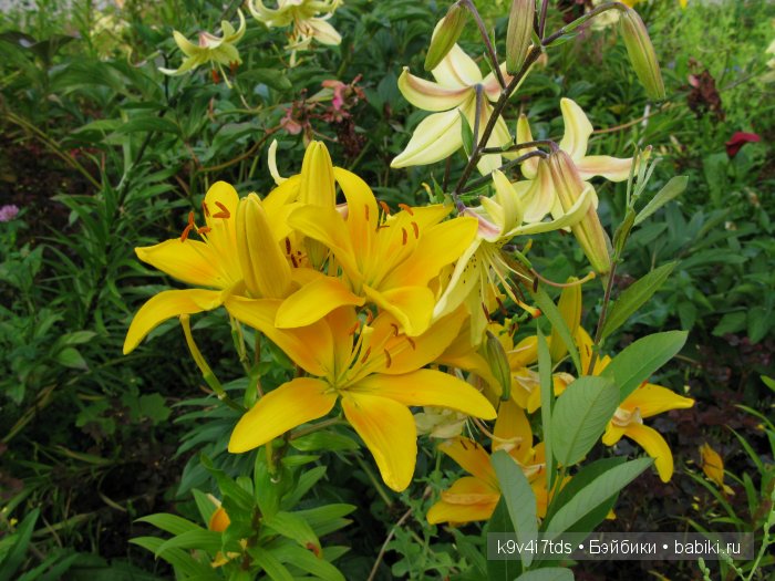 Жемчужина Земли Русской - Старицкий Свято-Успенский мужской монастырь | Бэйбики Жемчужина Земли Русской - Старицкий Свято-Успенский мужской монастырь