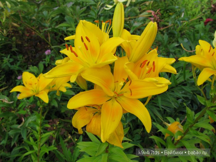 Жемчужина Земли Русской - Старицкий Свято-Успенский мужской монастырь | Бэйбики Жемчужина Земли Русской - Старицкий Свято-Успенский мужской монастырь