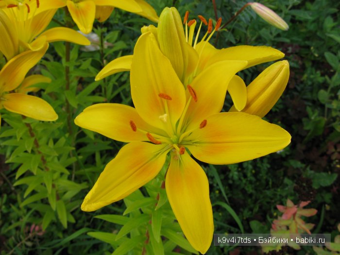 Жемчужина Земли Русской - Старицкий Свято-Успенский мужской монастырь | Бэйбики Жемчужина Земли Русской - Старицкий Свято-Успенский мужской монастырь