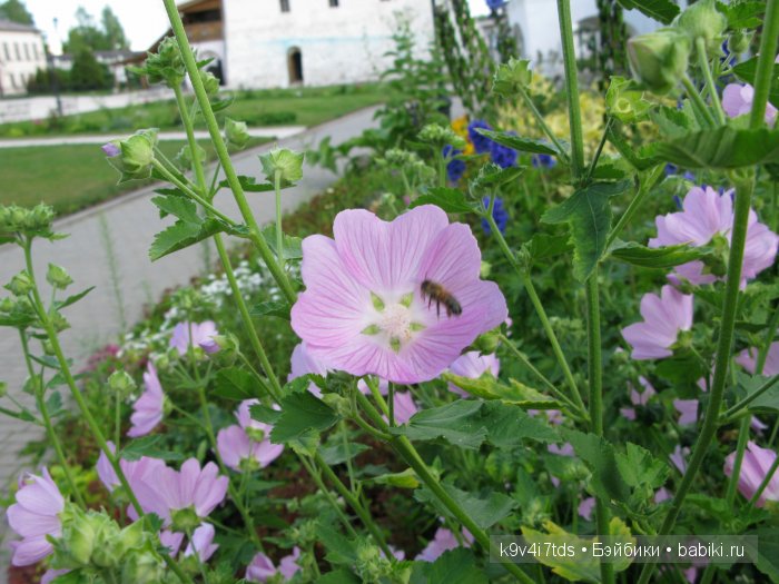 Жемчужина Земли Русской - Старицкий Свято-Успенский мужской монастырь | Бэйбики Жемчужина Земли Русской - Старицкий Свято-Успенский мужской монастырь