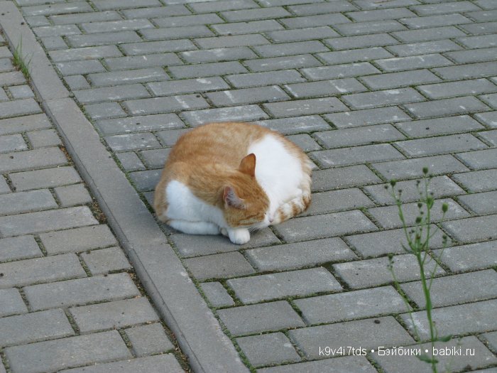 Жемчужина Земли Русской - Старицкий Свято-Успенский мужской монастырь | Бэйбики Жемчужина Земли Русской - Старицкий Свято-Успенский мужской монастырь