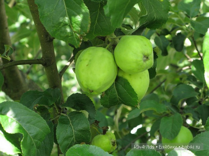 Жемчужина Земли Русской - Старицкий Свято-Успенский мужской монастырь | Бэйбики Жемчужина Земли Русской - Старицкий Свято-Успенский мужской монастырь