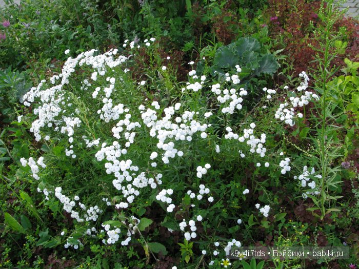 Жемчужина Земли Русской - Старицкий Свято-Успенский мужской монастырь | Бэйбики Жемчужина Земли Русской - Старицкий Свято-Успенский мужской монастырь