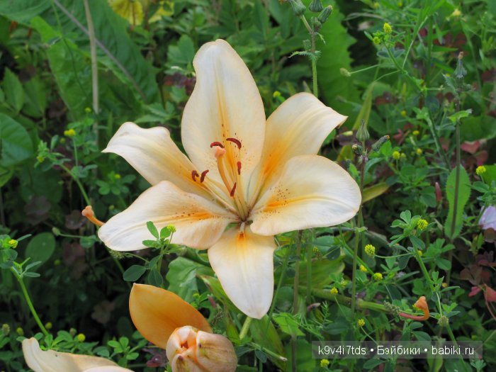 Жемчужина Земли Русской - Старицкий Свято-Успенский мужской монастырь | Бэйбики Жемчужина Земли Русской - Старицкий Свято-Успенский мужской монастырь