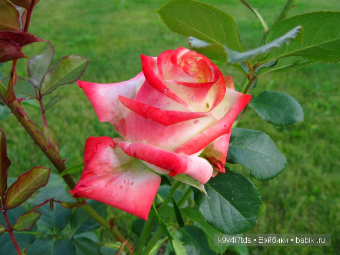 Жемчужина Земли Русской - Старицкий Свято-Успенский мужской монастырь | Бэйбики Жемчужина Земли Русской - Старицкий Свято-Успенский мужской монастырь