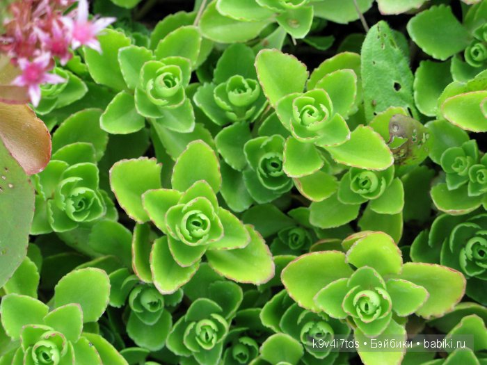 Жемчужина Земли Русской - Старицкий Свято-Успенский мужской монастырь | Бэйбики Жемчужина Земли Русской - Старицкий Свято-Успенский мужской монастырь